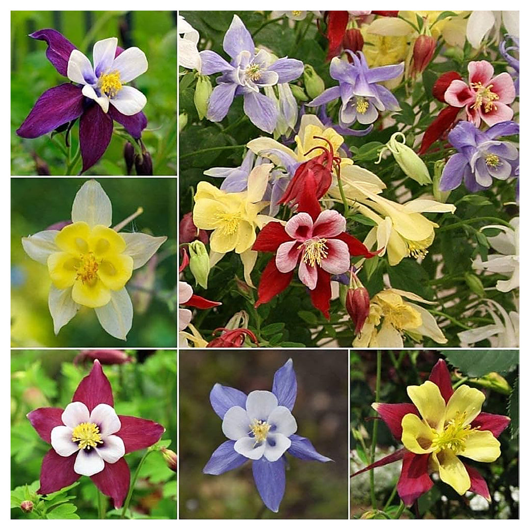Columbine Mckana Giants Mix For Stunning Flower Growth Flower Seeds for Home Garden Planting, | Neera Seeds product photo [neera-v4-a260d77443b10dd9291b]