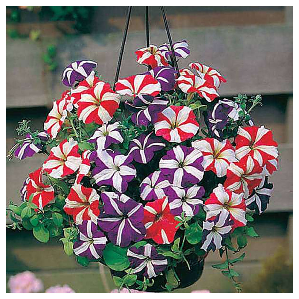 Ultra Star Petunia Violacea Flower Seeds for Planting – Heirloom Non-GMO, High Germination Organic Garden Seeds | Neera Seeds product photo [neera-v4-a28251ece7ff96b75898]
