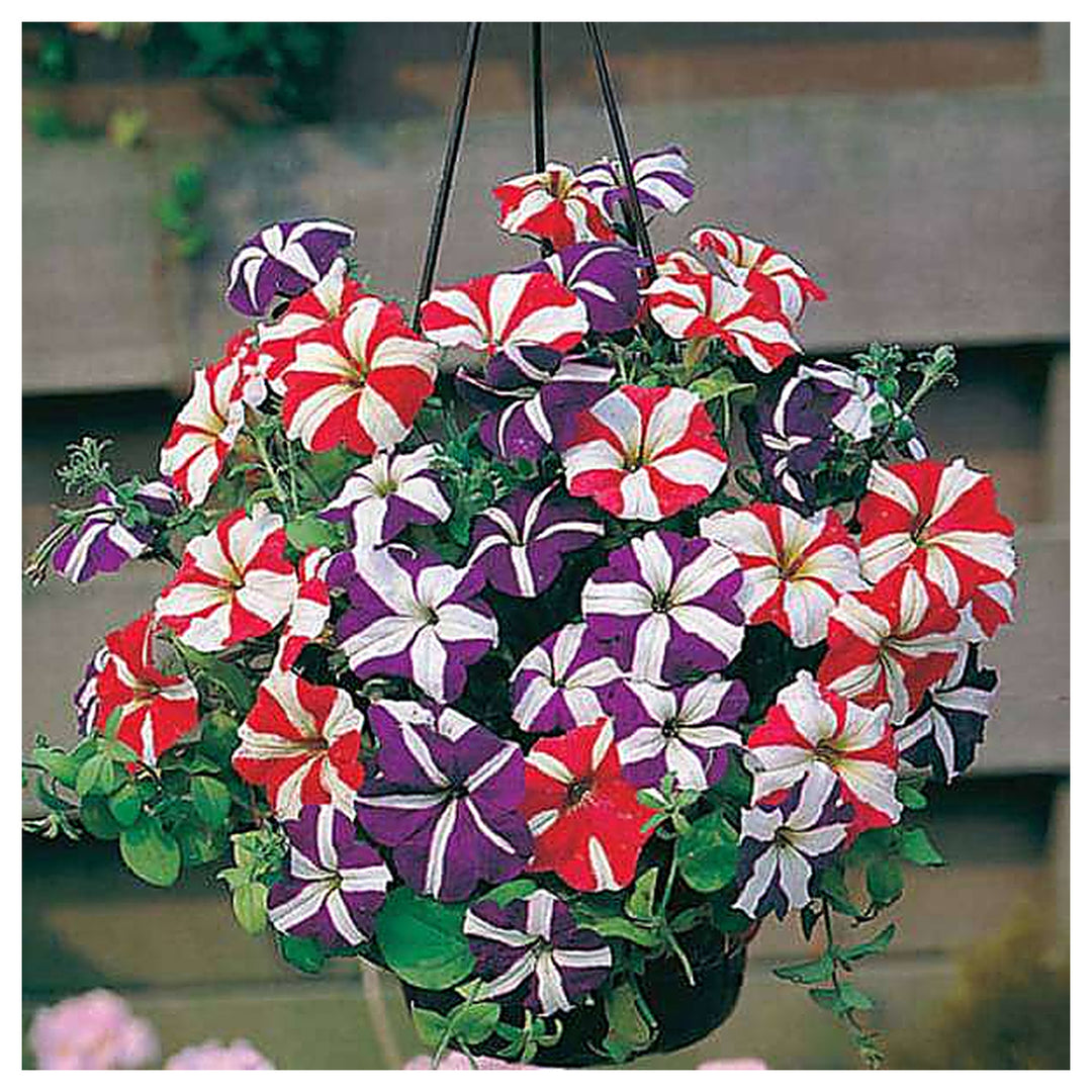 Ultra Star Petunia Violacea Flower Seeds for Planting – Heirloom Non-GMO, High Germination Organic Garden Seeds | Neera Seeds product photo [neera-v4-a28251ece7ff96b75898]