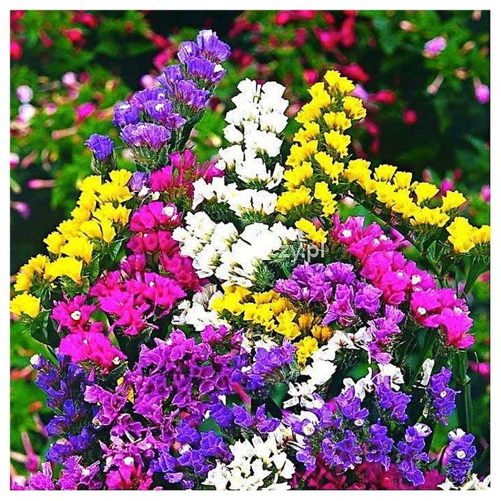 Heirloom Non-GMO Lavender Flower Seeds Mixed Colors for Garden Planting – Aromatic Floral Blend | Neera Seeds product photo [neera-v4-a287953f439fbe3de9c8]