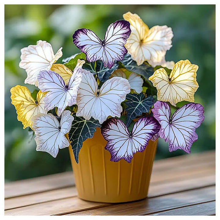 Moonlight Butterfly Begonia Flower Seeds Heirloom Non-GMO High Germination Seeds for Planting | Neera Seeds product photo [neera-v4-a28b12762020d9b7512c]
