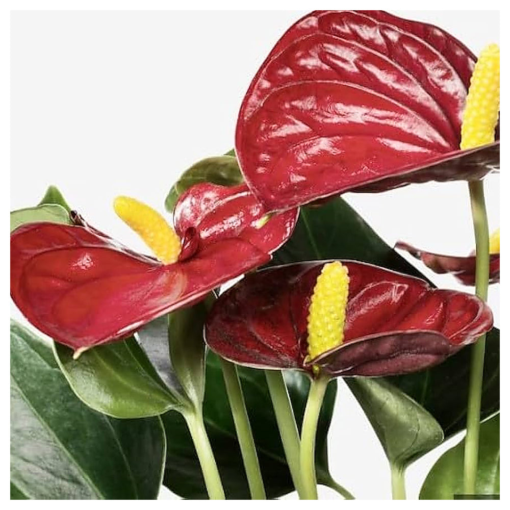 Maroon Anthurium Andraeanum Flower Seeds for Planting – Heirloom, Non-GMO, High Germination Organic Garden Seeds | Neera Seeds product photo [neera-v4-a29aab8786d7b8468293]
