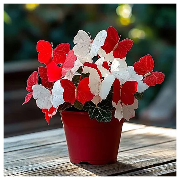 Moonlight Butterfly Begonia - Red and White Heirloom Non-GMO Seeds for Planting High Germination | Neera Seeds product photo [neera-v4-a29dfe1122a2d7259711]