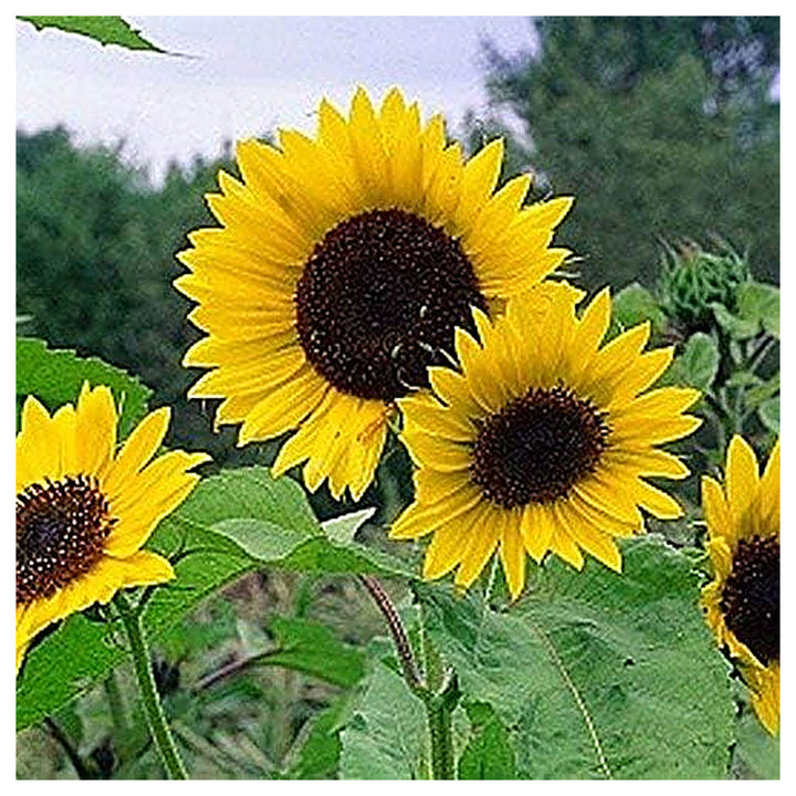 Dwarf Grey Striped Sunflower Seeds for Planting – Compact, Beautiful, Easy Grow Non-GMO Garden Sunflowers | Neera Seeds product photo [neera-v4-a29f2a926fbed78e5ccd]