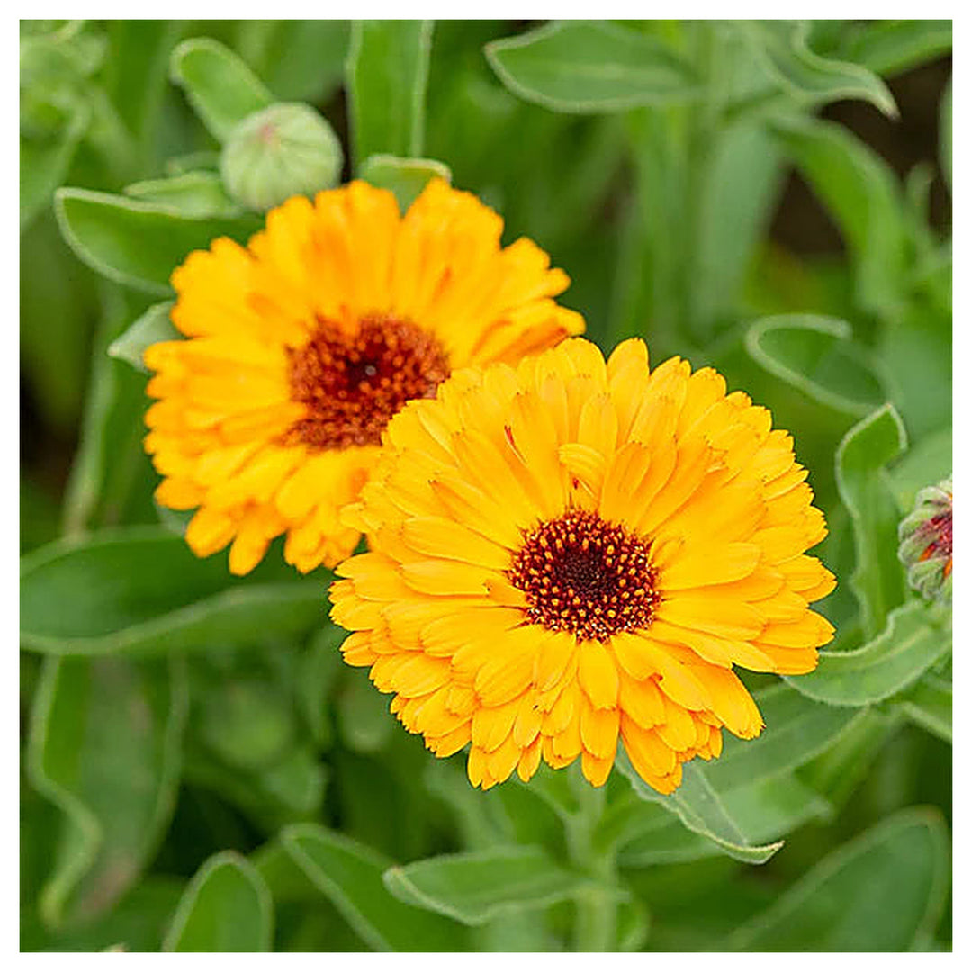 Calendula Marigold Flower Seeds for Planting – Heirloom Non-GMO Seeds for Bright Home Garden Blooms | Neera Seeds product photo [neera-v4-a2b5192f6882b3f1df65]