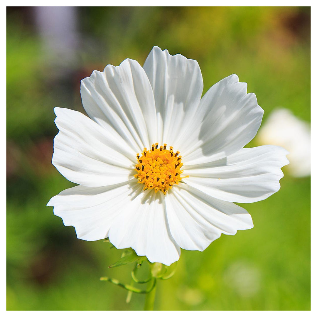 White Cosmos Flower Seeds for Planting - Heirloom Non-GMO High Germination Organic Garden Seeds | Neera Seeds product photo [neera-v4-a2c795624d0c4bcb648c]
