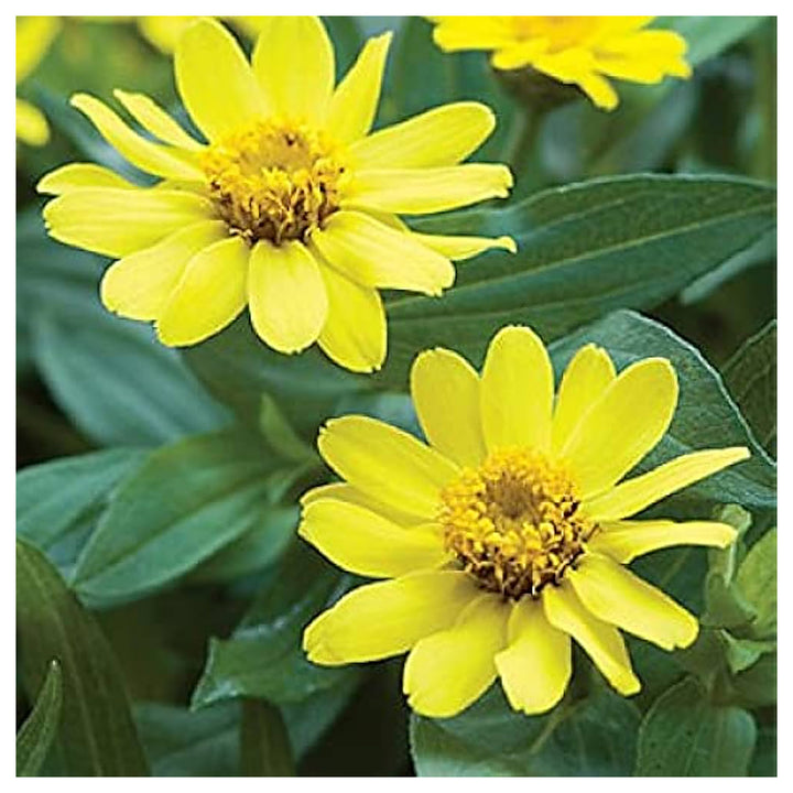 Light Yellow Zinnia Flower Seeds for Planting – Non-GMO, Heirloom Garden Seeds | Neera Seeds product photo [neera-v4-a2cb7df03211ecc6db61]