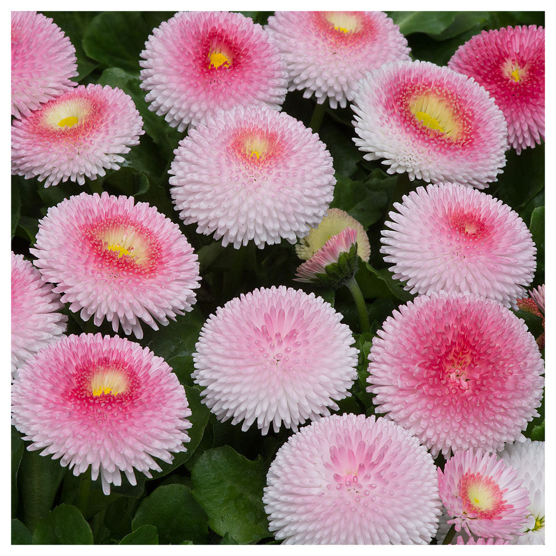Daisy Bellis Perennis Crazy Mixed Flower For Planting Colorful Blooms For Seasonal Gardens | Neera Seeds product photo [neera-v4-a2d4a0c89a6249c9c1ff]