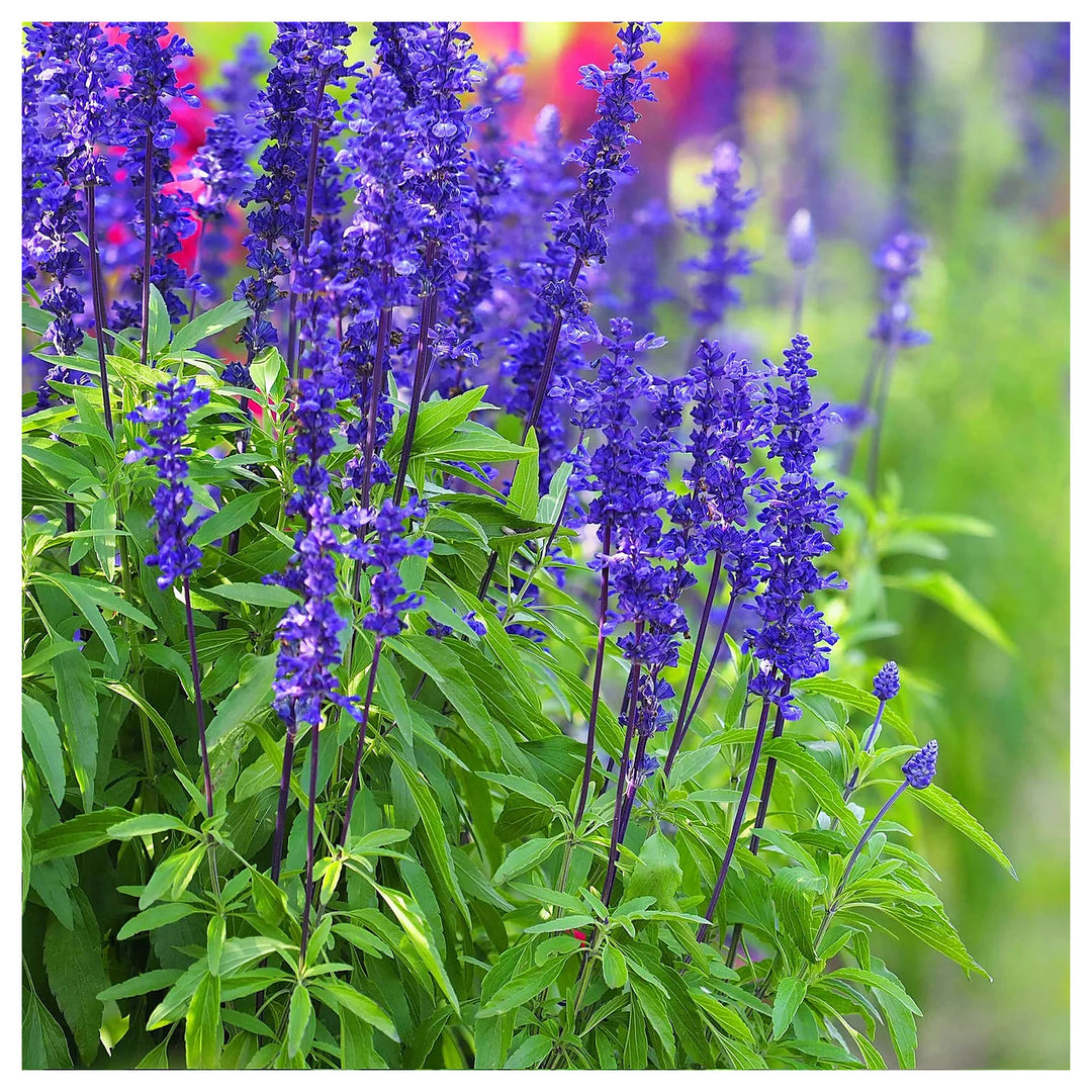 Blue Sage Flower Seeds – Heirloom Non-GMO Herb Blooms for Vibrant Garden Planting | Neera Seeds product photo [neera-v4-a2d744f407527f89c8dc]