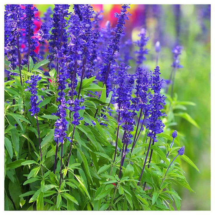 Blue Sage Flower Seeds – Heirloom Non-GMO Herb Blooms for Vibrant Garden Planting | Neera Seeds product photo [neera-v4-a2d744f407527f89c8dc]