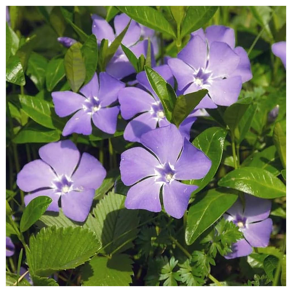 Violet Vinca Periwinkle Flower Seeds – Non-GMO, Heirloom, High Germination Seeds for Garden Planting | Neera Seeds product photo [neera-v4-a2d90f3def4fc883d1e9]
