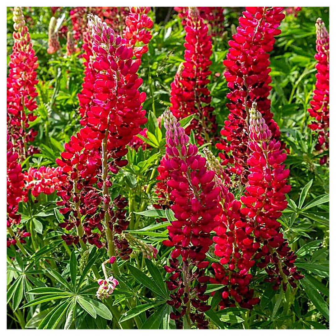 Red Russell Hybrid Lupines (Lupinus polyphyllus) Flower Seeds for Planting – Heirloom Garden Seeds | Neera Seeds product photo [neera-v4-a2e286d5466644e635a3]