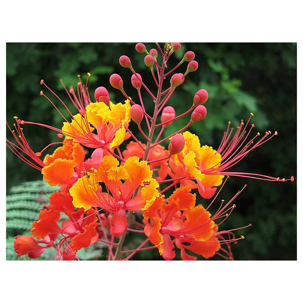 Red Caesalpinia Peacock Flower Seeds for Planting – Non-GMO, Heirloom, High Germination Ornamental Garden Seeds | Neera Seeds product photo [neera-v4-a2efdb28cca929213b8d]