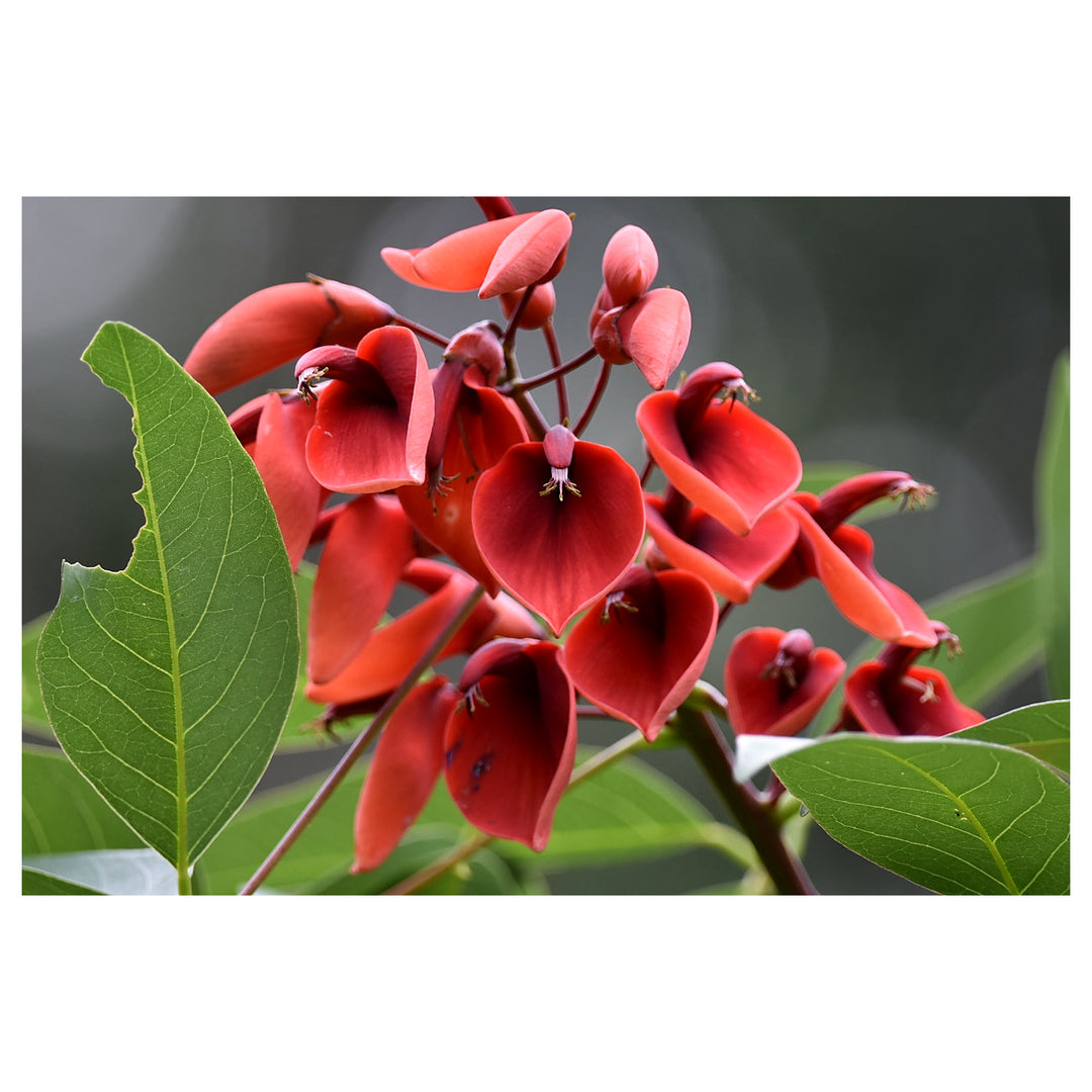 Heirloom Non-GMO Erythrina Crista-Galli Flower Seeds for Planting – Exotic Coral Tree Blooms for Tropical Gardens | Neera Seeds product photo [neera-v4-a2f2918846a6488d82d5]