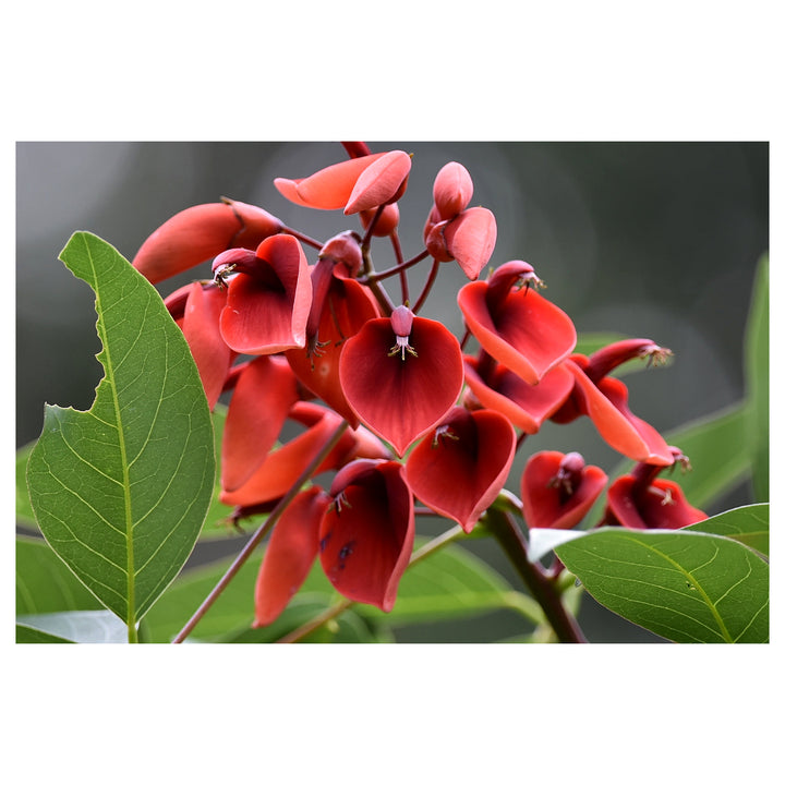 Heirloom Non-GMO Erythrina Crista-Galli Flower Seeds for Planting – Exotic Coral Tree Blooms for Tropical Gardens | Neera Seeds product photo [neera-v4-a2f2918846a6488d82d5]