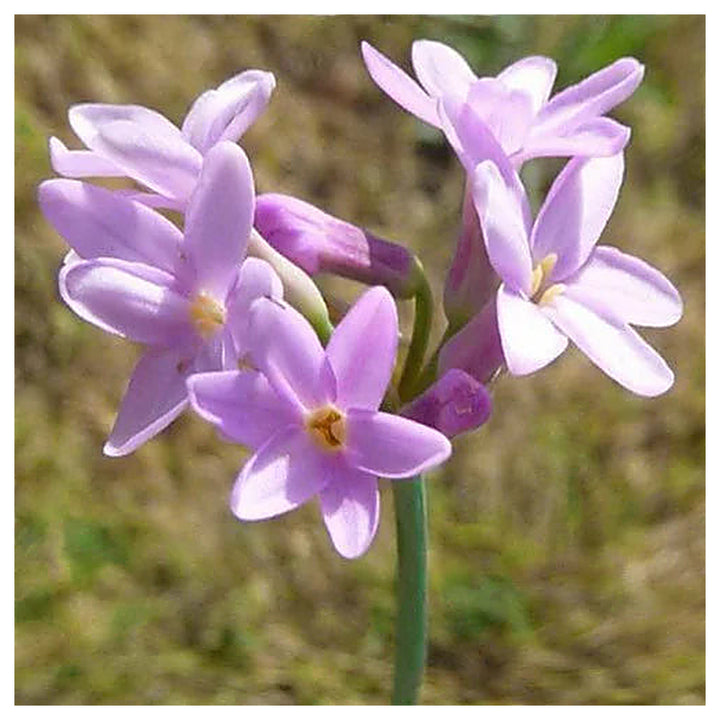 Heirloom Non-GMO Tulbaghia Violacea Flower Seeds for Planting – High Germination Fragrant Organic Garden Seeds | Neera Seeds product photo [neera-v4-a2fc87d3c5ec2ea6ad25]