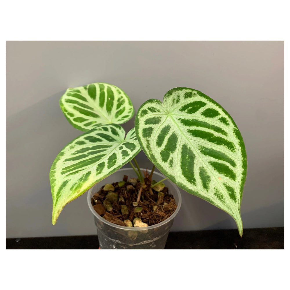 Anthurium crystallinum ‘Silver Queen’ Plant Seeds – Non-GMO Garden Seeds for Planting, High Germination Organic See | Neera Seeds product photo [neera-v4-a30088a79437dcfe560c]