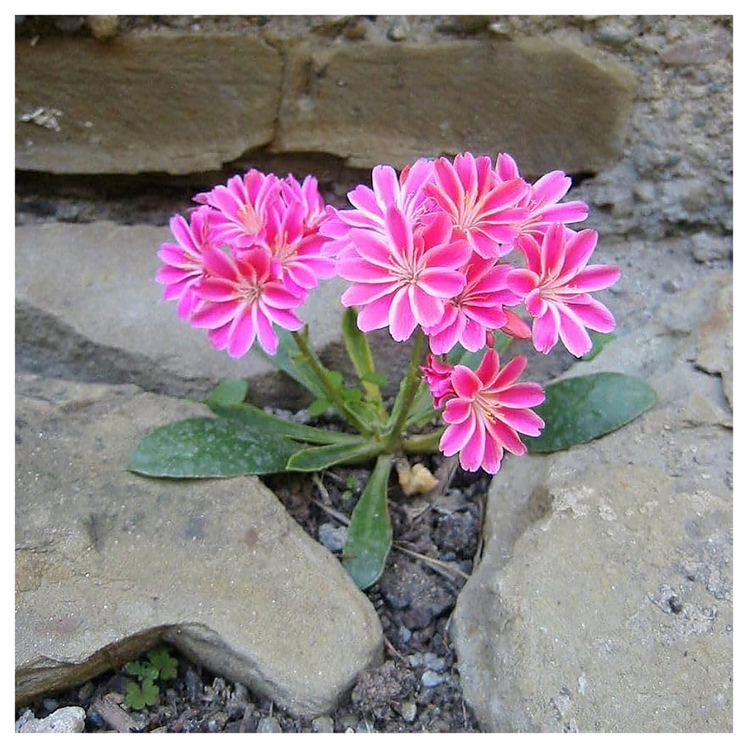 Lewisia Rainbow For Planting Lewisia Spp For Rock Gardens And Ornamental Flower Beds Flower Seeds | Neera Seeds product photo [neera-v4-a30fd078b11743058ab6]