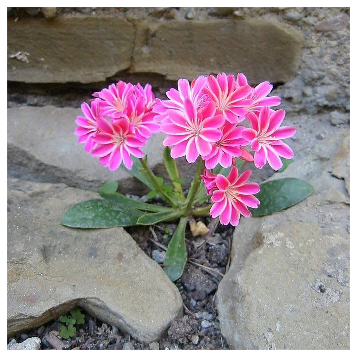 Lewisia Rainbow For Planting Lewisia Spp For Rock Gardens And Ornamental Flower Beds Flower Seeds | Neera Seeds product photo [neera-v4-a30fd078b11743058ab6]