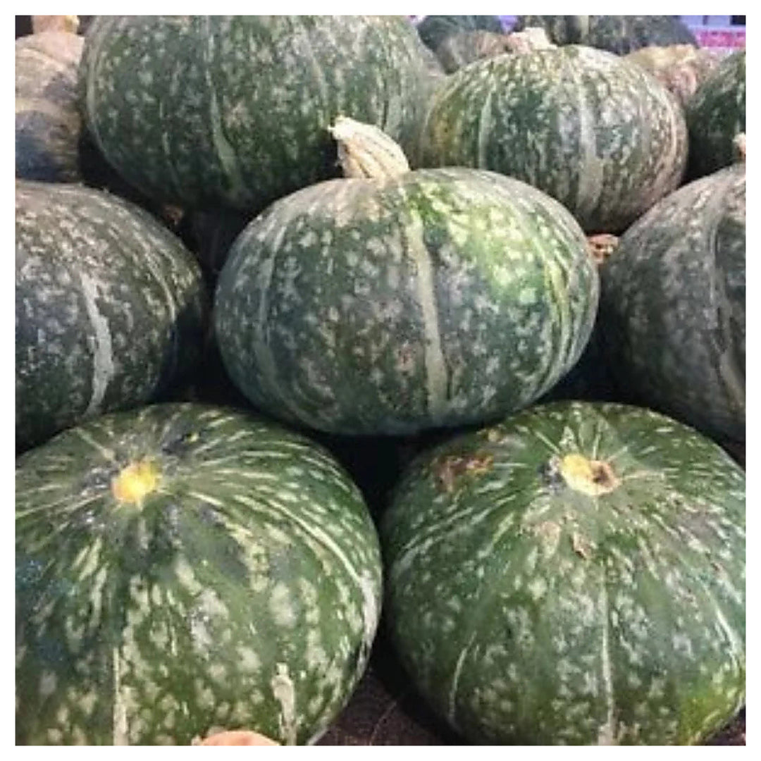 Japanese Kabocha Squash I Kurinishiki I Asian Pumpkin Heirloom Non Gmo Flower Seeds Home Garden | Neera Seeds product photo [neera-v4-a31af5f4e182f192f4b9]