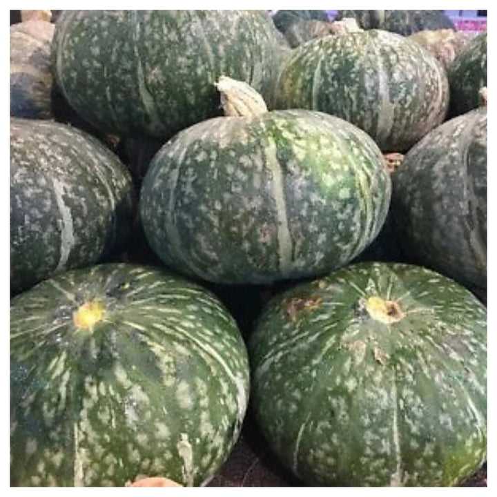 Japanese Kabocha Squash I Kurinishiki I Asian Pumpkin Heirloom Non Gmo Flower Seeds Home Garden | Neera Seeds product photo [neera-v4-a31af5f4e182f192f4b9]