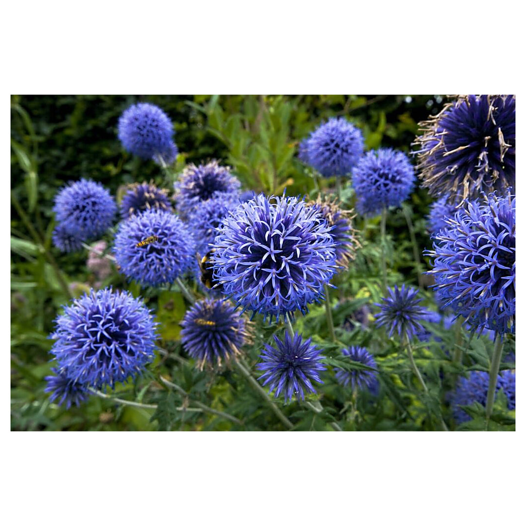 Heirloom Echinops Flower Seeds, Non-GMO Globe Thistle Blooms for Drought-Tolerant Garden Planting | Neera Seeds product photo [neera-v4-a32f9126afb19f874c8c]