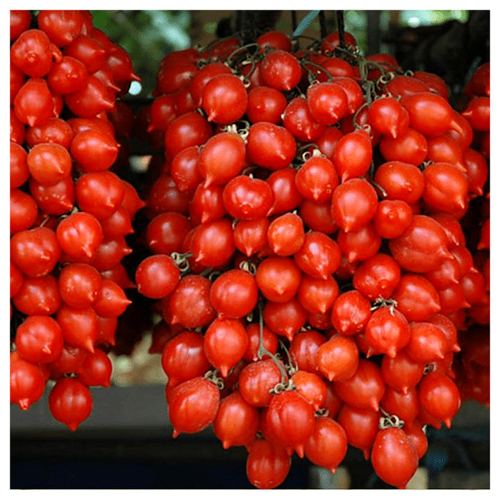 Piennolo Tomato Seeds for Planting – Heirloom, Non-GMO, High Germination Organic Garden Seeds for Tomatoes | Neera Seeds product photo [neera-v4-a330aadd91857843e020]