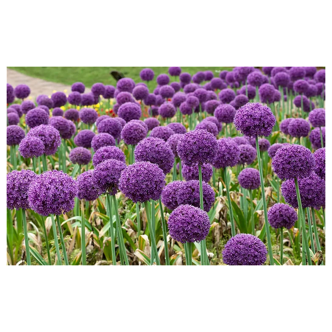Giant Ornamental Allium Flower Seeds – Heirloom, Non-GMO, High Germination Organic Garden Seeds for Planting | Neera Seeds product photo [neera-v4-a338ba3f9114f17b0d40]