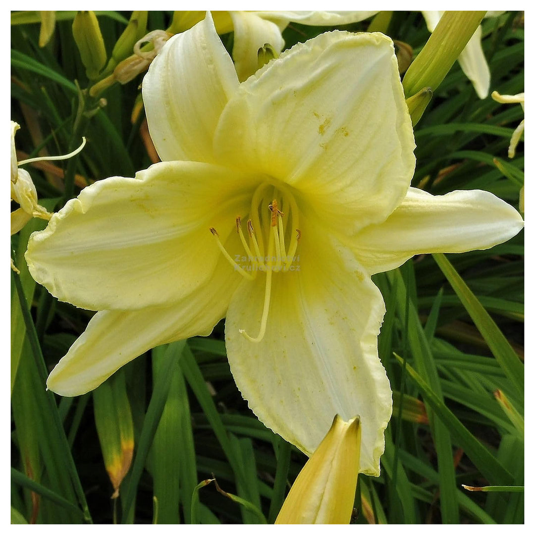 Heirloom Non-GMO Cream Hemerocallis Flower Seeds for Planting – Organic Garden Seeds with Elegant Daylily Blooms &  | Neera Seeds product photo [neera-v4-a33d31c93bfca4decf0b]