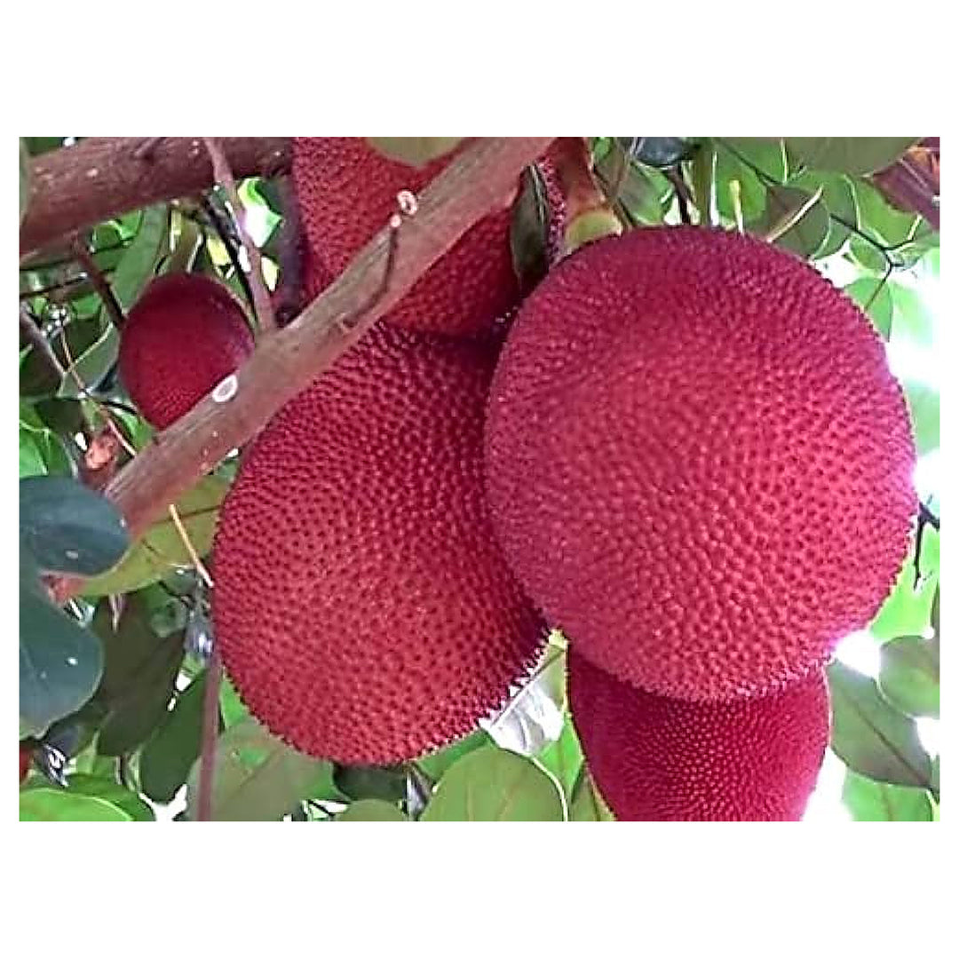 Thailand Pink Jackfruit Seeds for Planting – Heirloom Non-GMO High Germination Organic Garden Seeds | Neera Seeds product photo [neera-v4-a35c26c0386851f47df1]