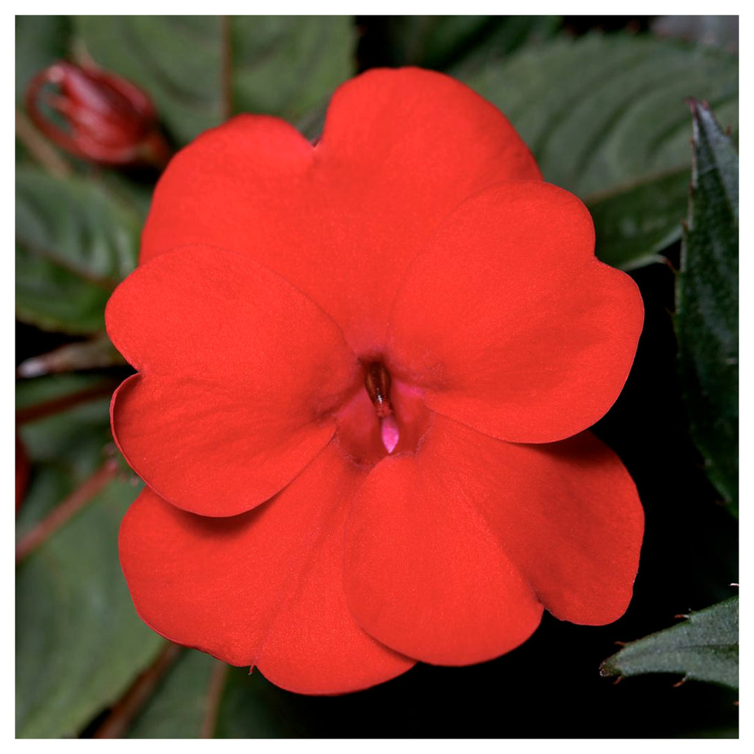 Impatiens Flower Seeds – Heirloom Non-GMO Shade-Loving Blooms for Garden and Container Planting | Neera Seeds product photo [neera-v4-a367291ad4efe8896ced]