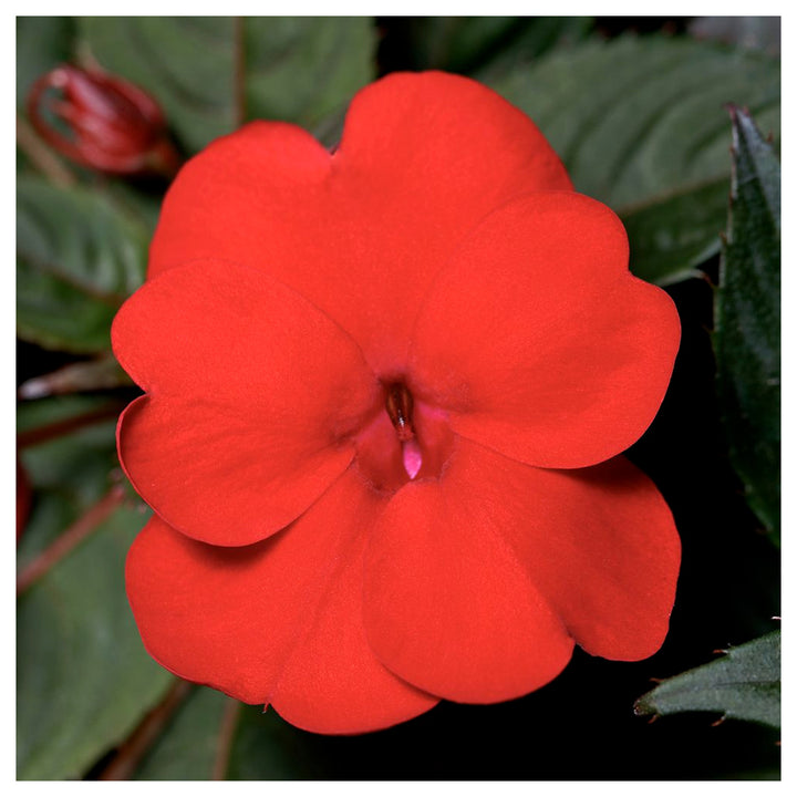 Impatiens Flower Seeds – Heirloom Non-GMO Shade-Loving Blooms for Garden and Container Planting | Neera Seeds product photo [neera-v4-a367291ad4efe8896ced]