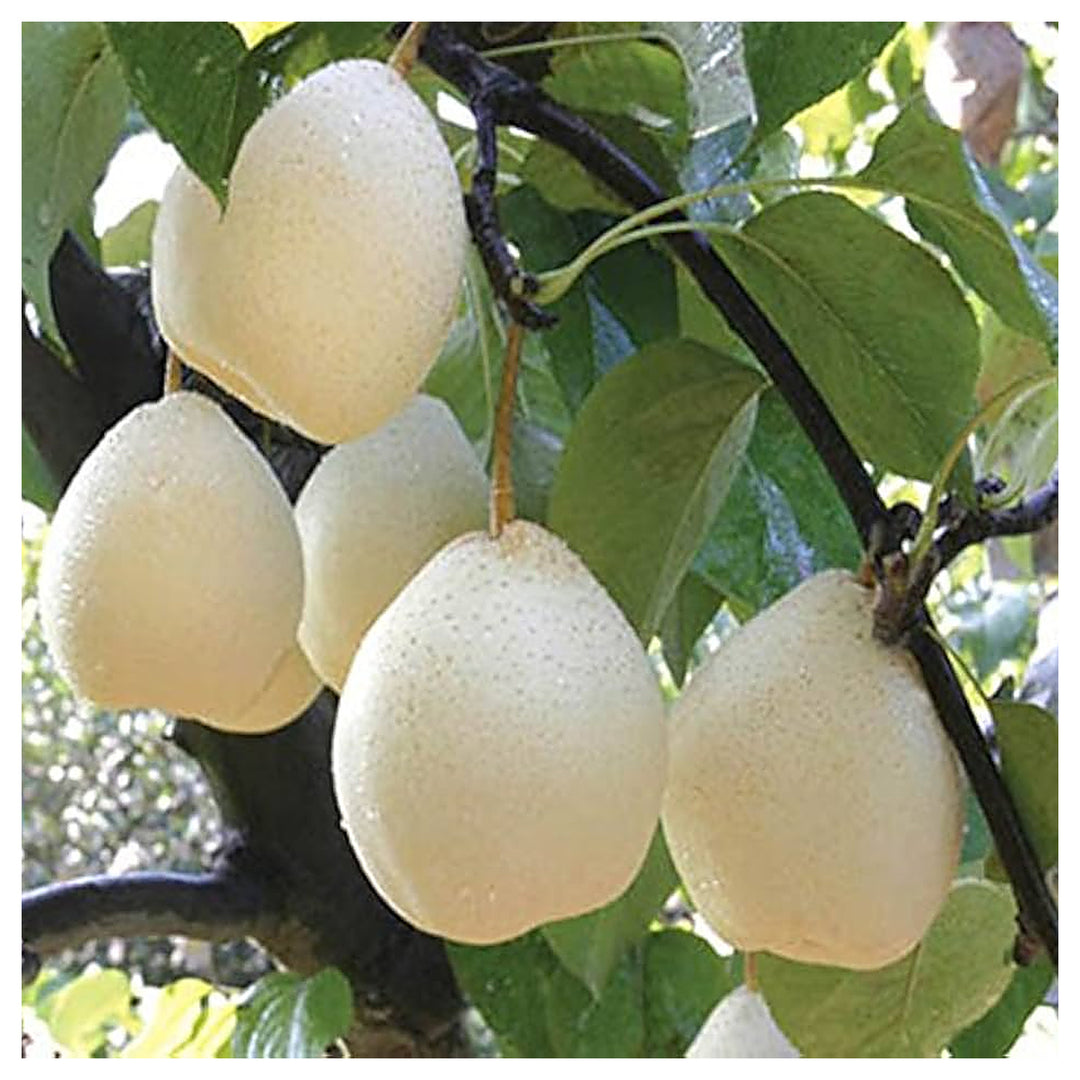 White Chojubai Plant Seeds for Planting | Heirloom Non-GMO Organic Seeds for Rare, Beautiful Fruits | Neera Seeds product photo [neera-v4-a36d04154e084b539f53]