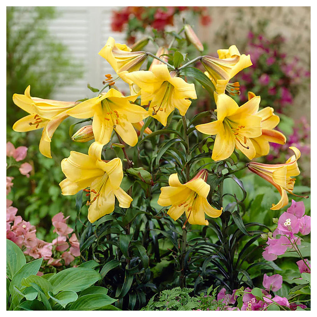 Heirloom Hippeastrum Flower Seeds for Planting 100 pcs – Non-GMO, High Germination Organic Garden Seeds | Neera Seeds product photo [neera-v4-a36fe98b1d59973f15fe]