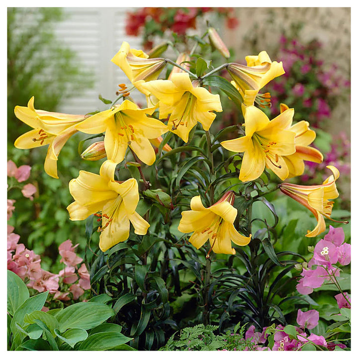 Heirloom Hippeastrum Flower Seeds for Planting 100 pcs – Non-GMO, High Germination Organic Garden Seeds | Neera Seeds product photo [neera-v4-a36fe98b1d59973f15fe]