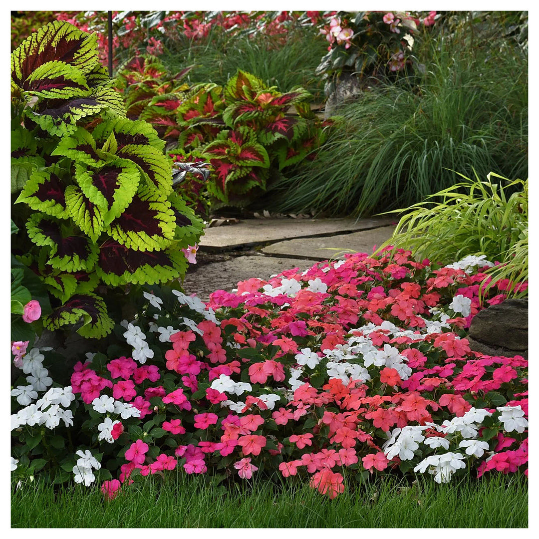 Heirloom Impatiens Seeds – Non-GMO Flower Seeds for Planting | High Germination Organic Garden Blooms | Neera Seeds product photo [neera-v4-a384e879fb6fec298d53]