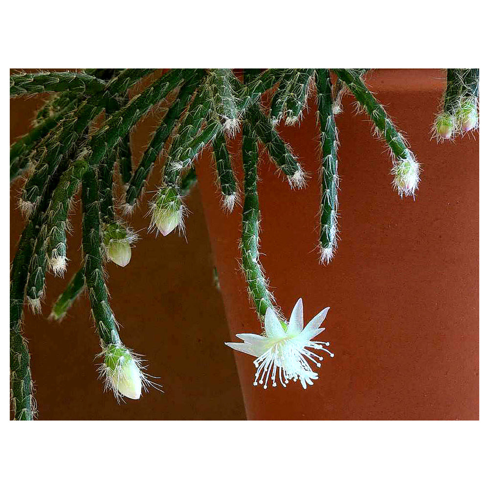 Pilocarpa White Flower Seeds for Planting – Organic, Heirloom, Non-GMO Seeds | Neera Seeds product photo [neera-v4-a386d69d65ea02885d90]