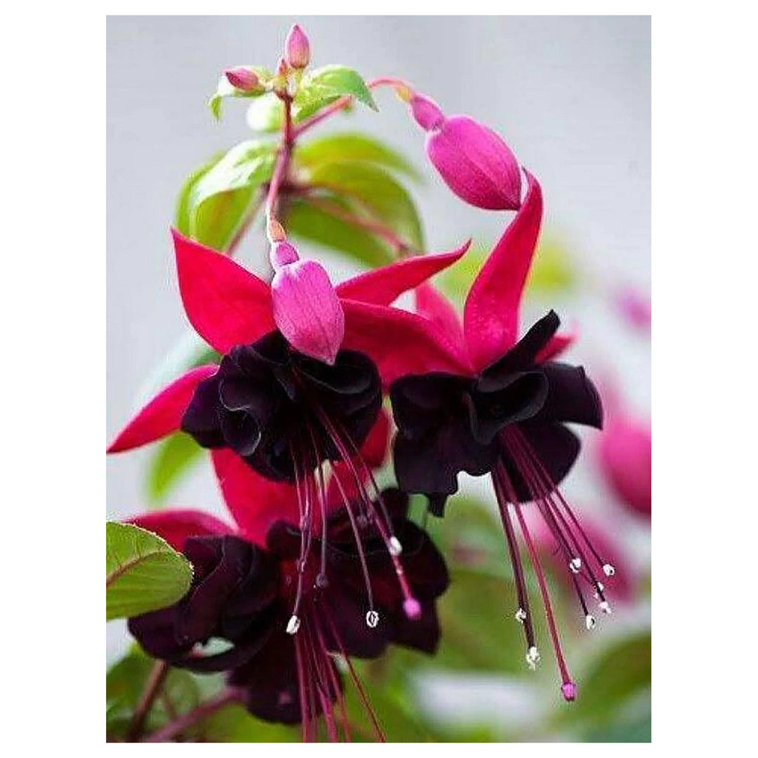 Heirloom Red Black Fuchsia Flower Seeds – Non-GMO, High Germination Organic Garden Seeds for Planting Striking Home | Neera Seeds product photo [neera-v4-a3c83243ac0a93d13549]