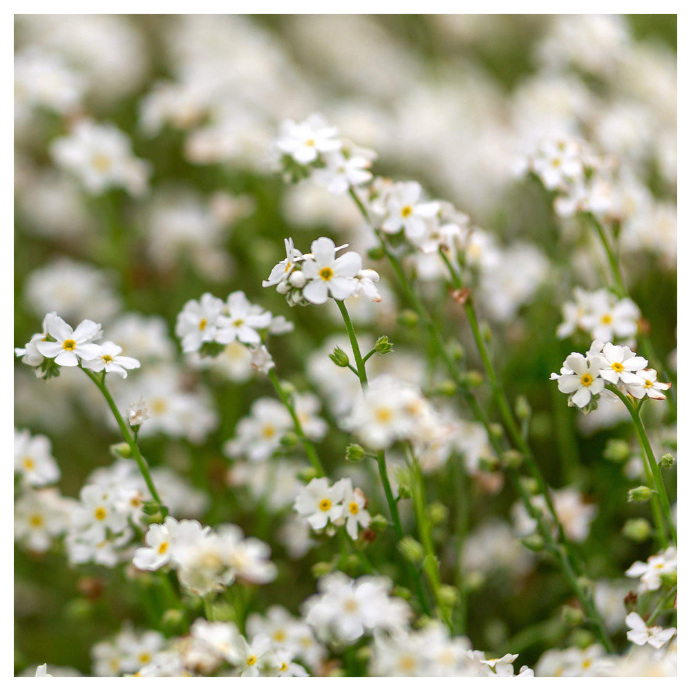 White Myosotis Flower Seeds for Planting | Heirloom Non-GMO High Germination Organic Garden Seeds | Neera Seeds product photo [neera-v4-a3ccd46ef517a46fc72f]