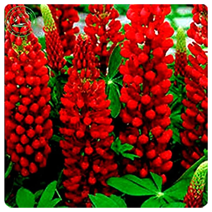 Maroon Lupine Flower Seeds for Planting – Heirloom, Non-GMO, High Germination Organic Garden Seeds for Tall, Colorf | Neera Seeds product photo [neera-v4-a3d2c6a0119d4a0b5070]