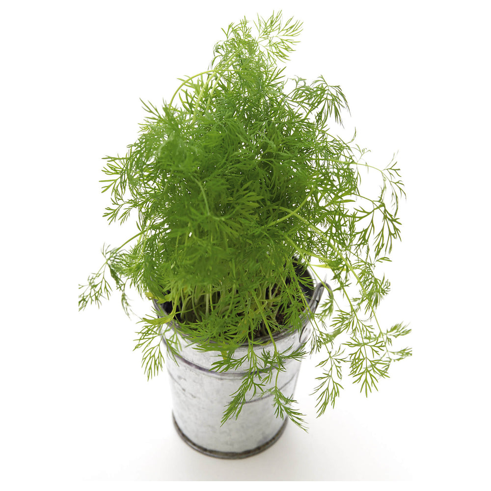 Organic Compatto Dill- Bouquet Herb Seeds - Heirloom and Non-GMO seeds for home garden | Neera Seeds product photo [neera-v4-a3d57dd2a66ee8cbb216]