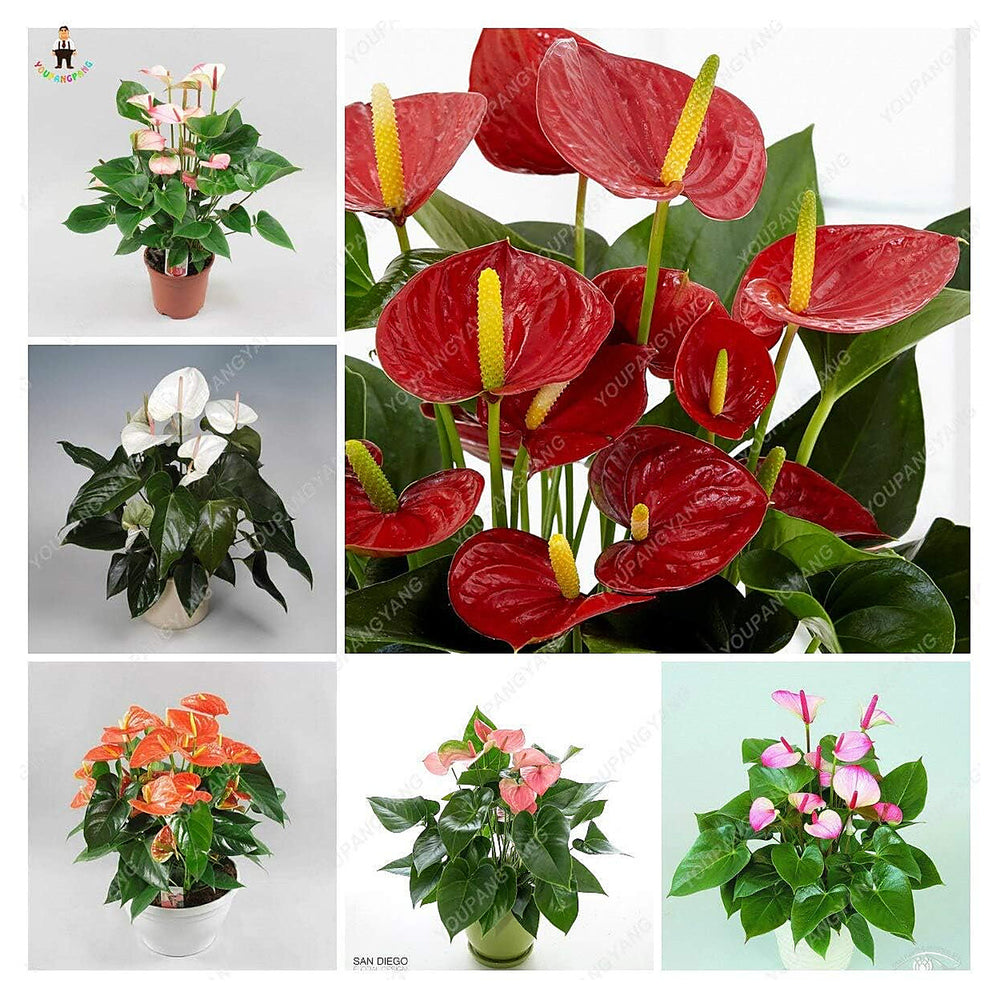 Anthurium Andraeanum Mixed Flower Seeds - Heirloom, Non-GMO, High Germination Organic Tropical Garden Seeds for Pla | Neera Seeds product photo [neera-v4-a3d7d455b14e82e11b45]