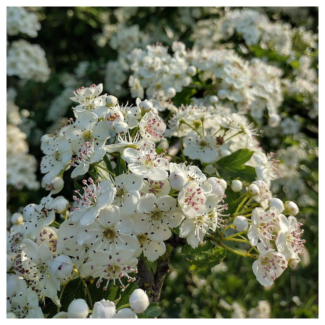 Crataegus Flower Seeds – Heirloom Non-GMO Hawthorn Seeds for Hardy Ornamental Garden Hedges | Neera Seeds product photo [neera-v4-a3f3948da2fb2eb448dd]