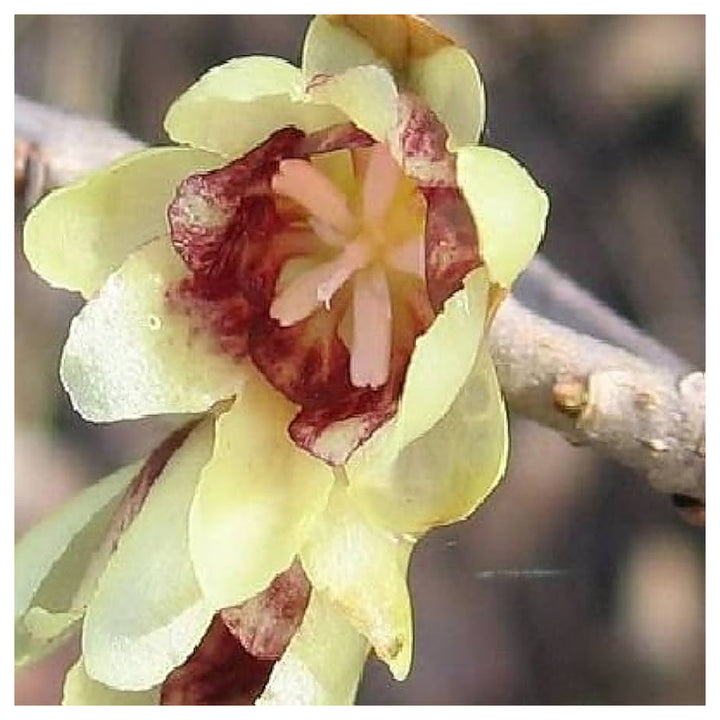 Heirloom Non-GMO Chimonanthus Flower Seeds for Planting – Fragrant Winter Bloom Seeds | Neera Seeds product photo [neera-v4-a415c2d3a08309fcd06d]