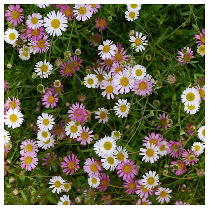 Heirloom Non-GMO Santa Barbara Flower Seeds for Planting – Vibrant Ornamental Blooms for Garden Landscapes | Neera Seeds product photo [neera-v4-a41ae353afce22b94d0a]