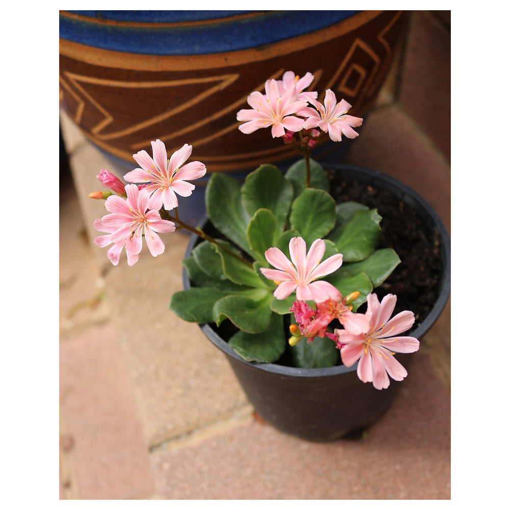 Heirloom Lewisia Cotyledon Flower Seeds, Non-GMO Colorful Rock Garden Blooms for Planting | Neera Seeds product photo [neera-v4-a41dd1bcdc934b0ed112]