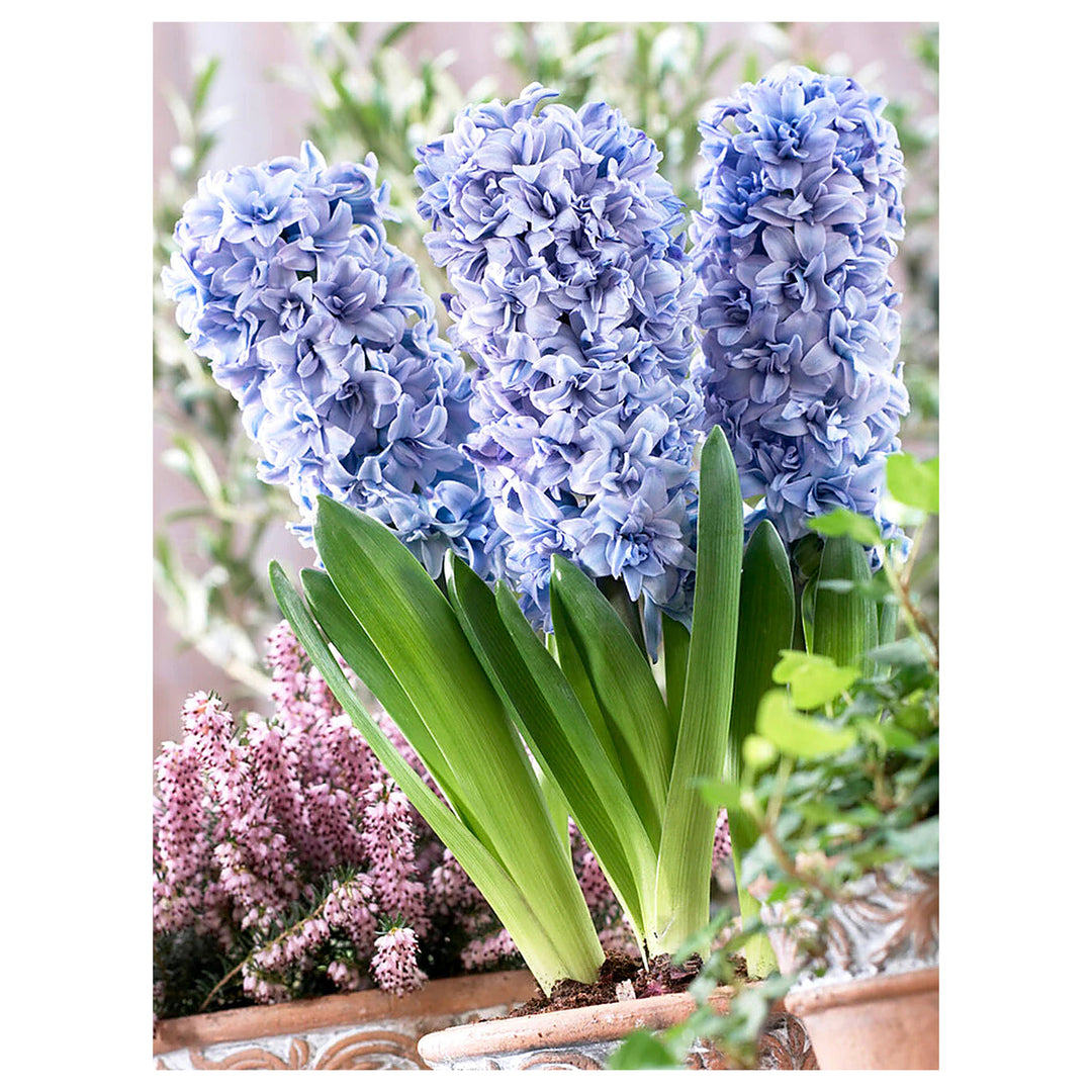 Hyacinthus Orientalis Flower Seeds for Planting – Heirloom, Non-GMO, High Germination Organic Garden Seeds | Neera Seeds product photo [neera-v4-a420e486be233b824f35]