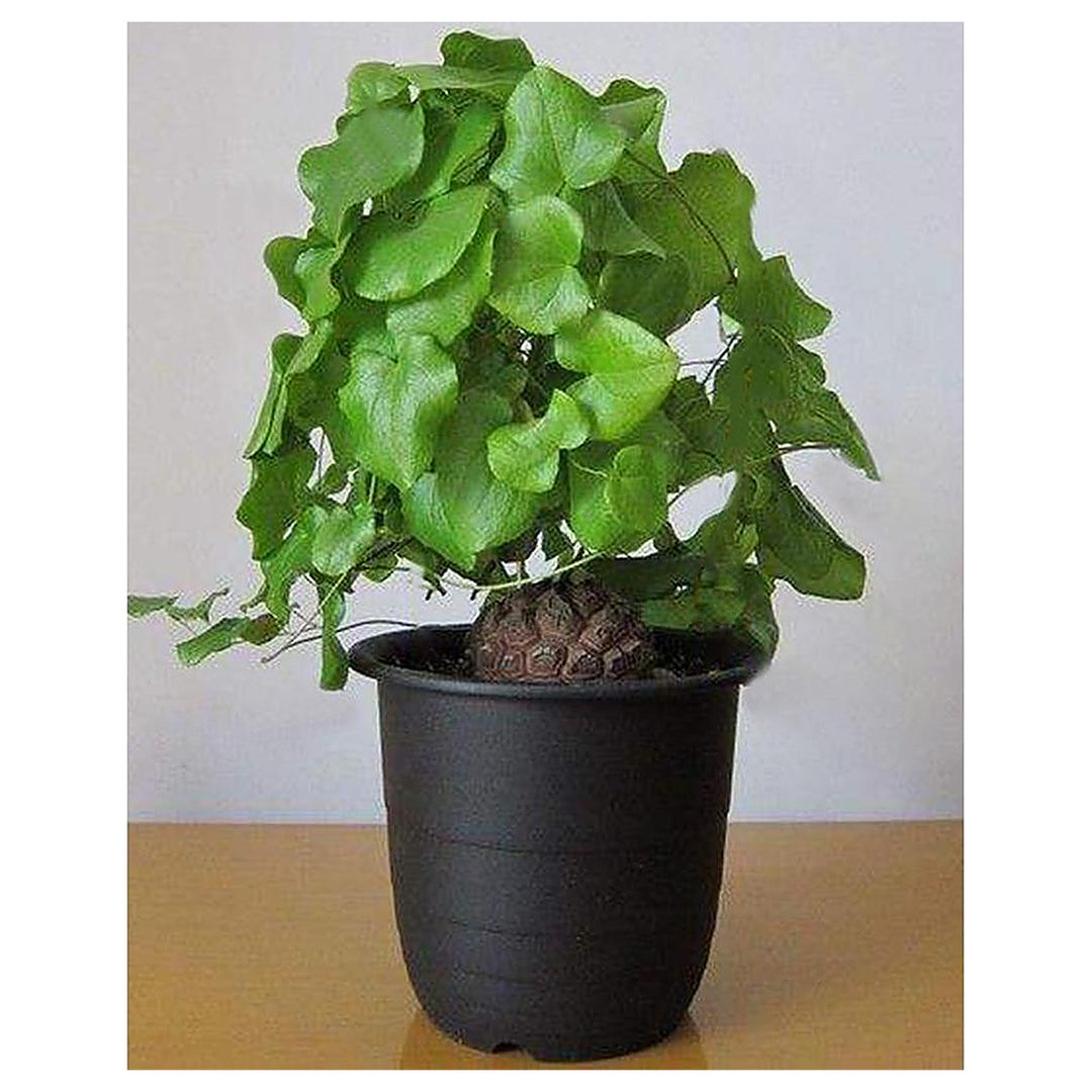 Dioscorea Elephantipes Yam Seeds for Planting – Non-GMO Heirloom Organic Garden Seeds, High Germination | Neera Seeds product photo [neera-v4-a431acc054b38329baad]