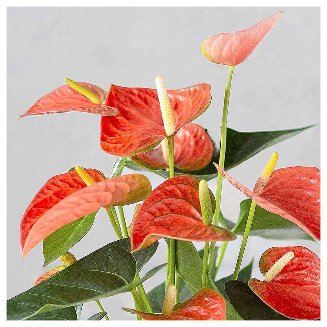 Anthurium Dark Orange Flower Seeds – Heirloom, Non-GMO, High Germination Organic Garden Seeds for Planting Exotic I | Neera Seeds product photo [neera-v4-a43d1a660ca295025266]