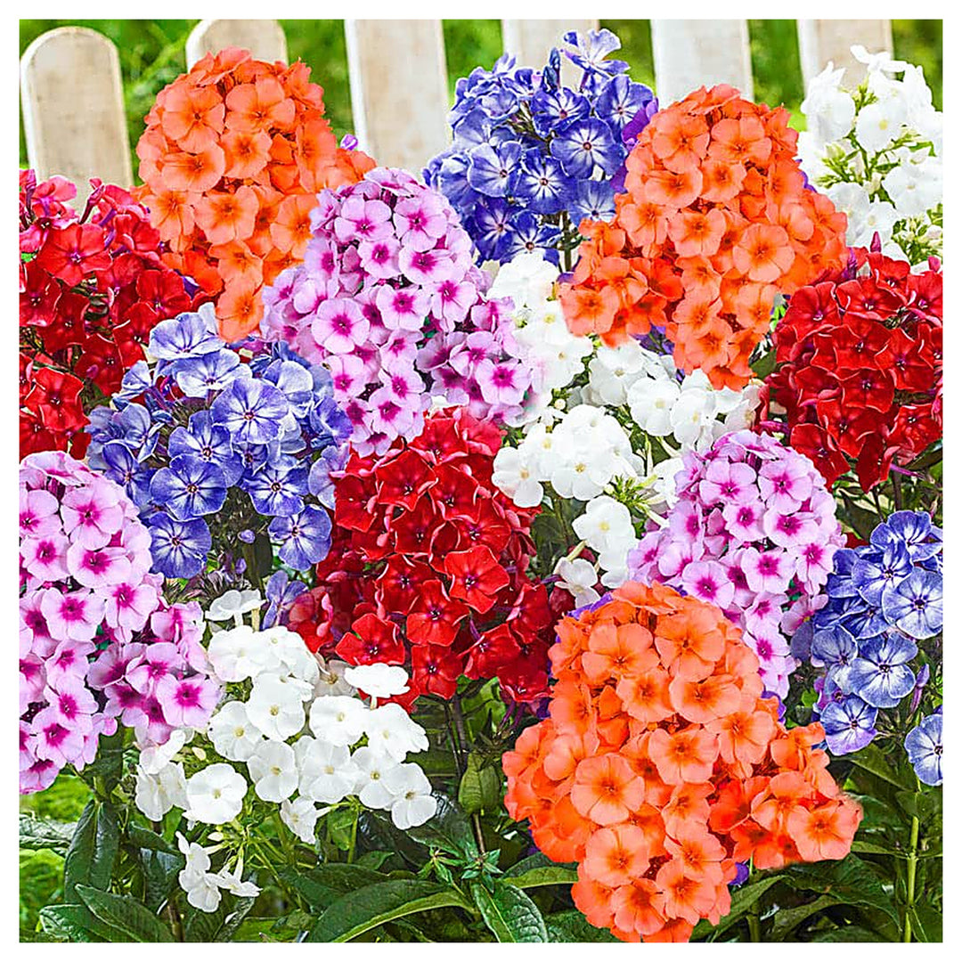 Heirloom Phlox Drummondii Calinia Mountain Linanthus Colorful Garden Flower Mix Flower Seeds | Neera Seeds product photo [neera-v4-a445f583546769a303a6]